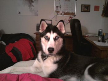 adrankin profile photo