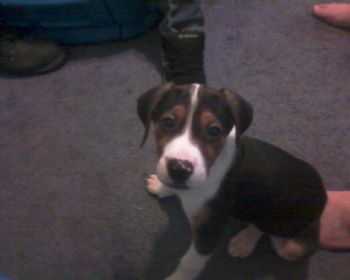 cschell profile photo