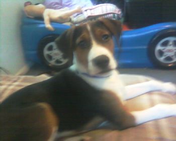 cschell profile photo