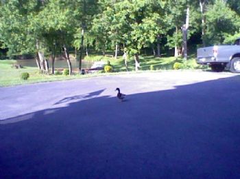 bobodirt profile photo