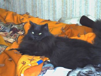 katebuzz profile photo