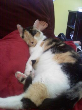 HollyCHam profile photo