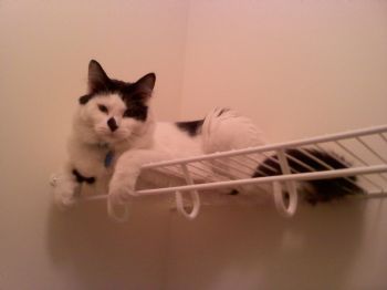 HollyCHam profile photo