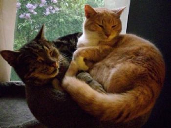 sarahtessa profile photo