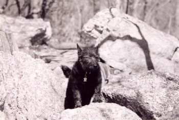 dsargent profile photo