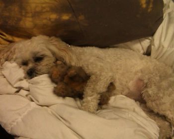 Kiwilveu profile photo