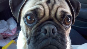 Captainlush profile photo