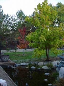 renotao profile photo