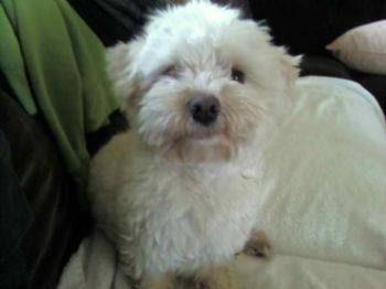 silvan profile photo