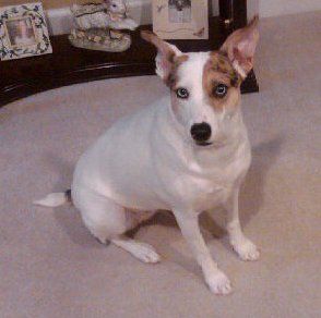 lattare profile photo