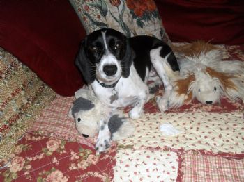 bacooper profile photo