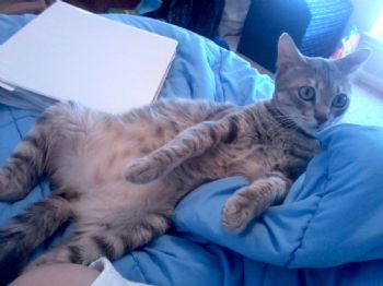 dobbydog profile photo