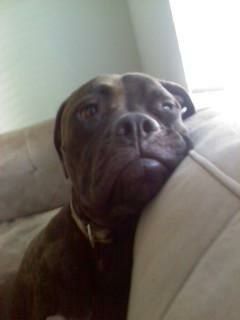 misslacy profile photo