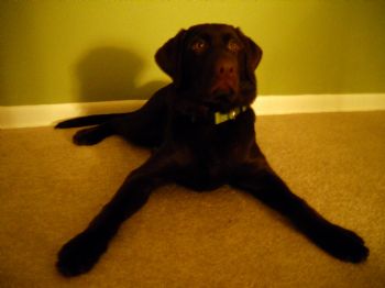 tbannon profile photo