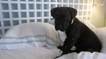 hialexa profile photo