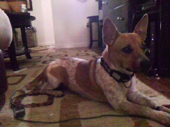 DresdenDoLL profile photo