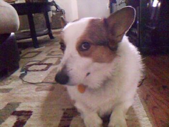 DresdenDoLL profile photo