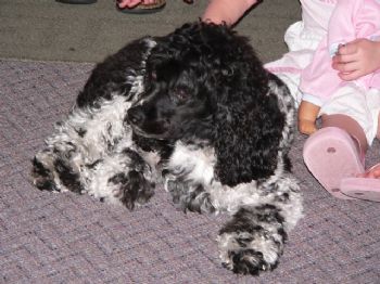 rchcarro profile photo