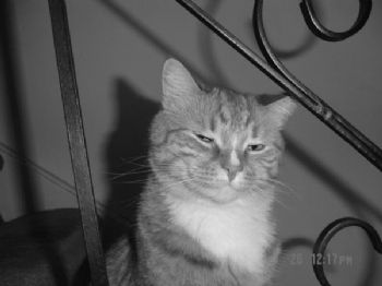 deniselula profile photo