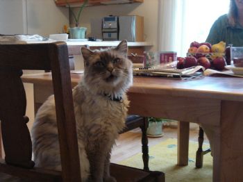 autumnlark profile photo