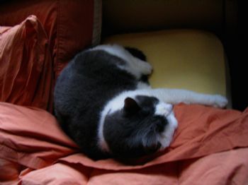 liorit profile photo