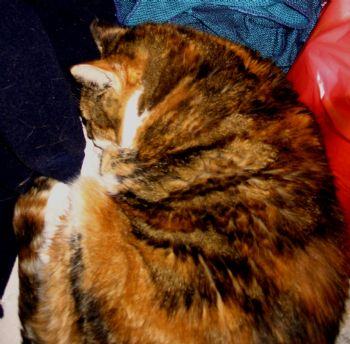 liorit profile photo