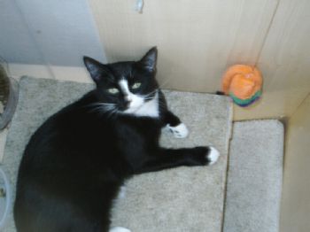 mikey_mac profile photo