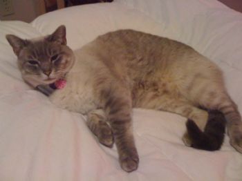 devinearia profile photo