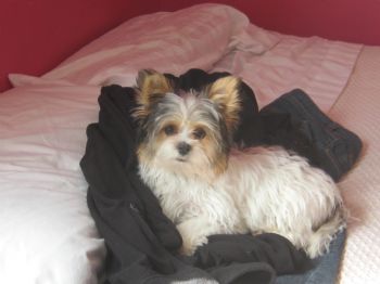 Demidog profile photo