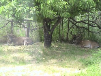 CaregiverII profile photo