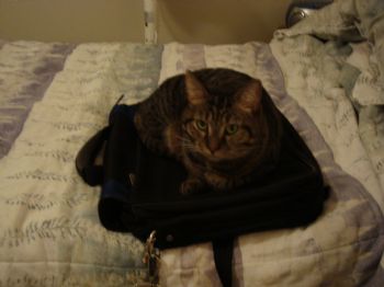 mayhmong profile photo