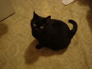 mayhmong profile photo