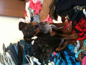 ChelseaRenee profile photo