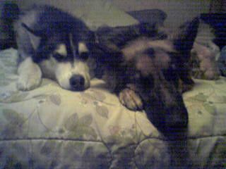 poclypse profile photo