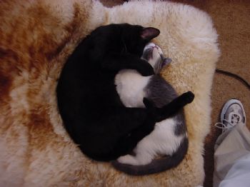 mogwailove profile photo