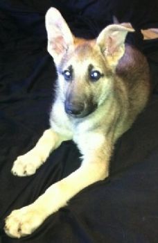 aarras profile photo