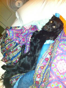 ckheard profile photo