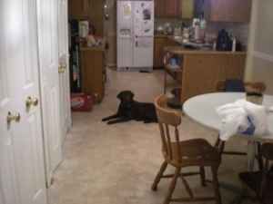 cowtippin profile photo