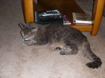 Gemini67 profile photo