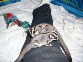 Gemini67 profile photo