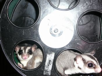 Gemini67 profile photo