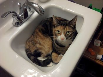 Tiffroomy profile photo