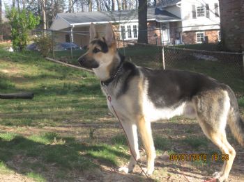 faisalpaigir profile photo