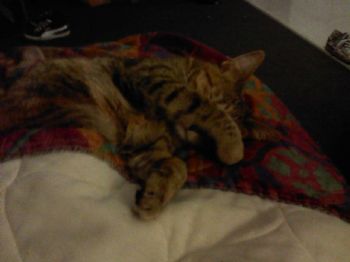 shaunaricord profile photo