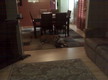 sassyshon profile photo