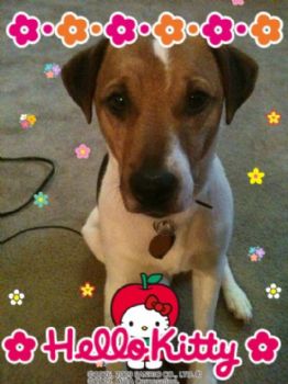 KandiDyer profile photo