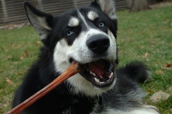 JLZeis profile photo