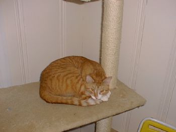 scamp01 profile photo