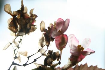 chrystele profile photo