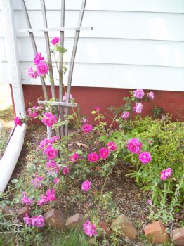 EronBullard profile photo